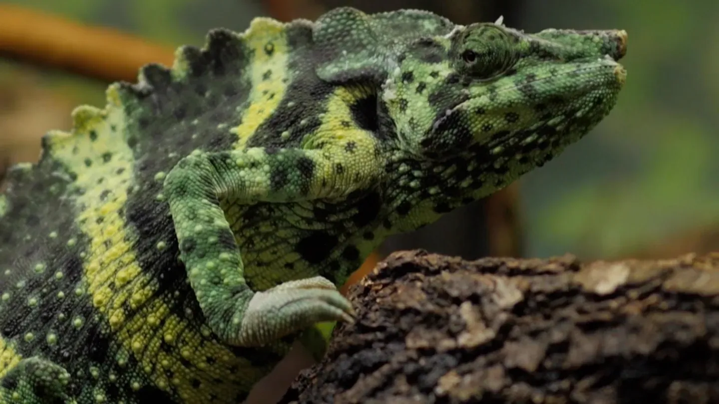 ANIMAL ADAPTATIONS: CHAMELEON AND BLUE AND GOLD MACAW