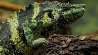 ANIMAL ADAPTATIONS: CHAMELEON AND BLUE AND GOLD MACAW