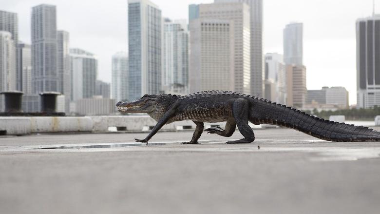 Wild Metropolis Image