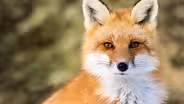 Sierra Nevada Red Fox
