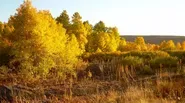 Steens Aspen