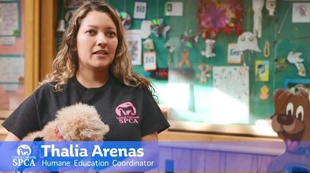 Video thumbnail: byYou News/Public Affairs CCSPCA Behind the Kennel: Thalia