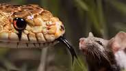 The Twisted Truth About Snake Tongues