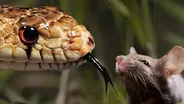 The Twisted Truth About Snake Tongues