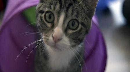 Video thumbnail: Nebraska Stories Hot Coffee and Cool Cats