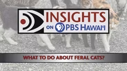 8/3/2023 What To Do About Feral Cats?