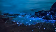 What Makes The “Northern Lights of the Sea” So Magical?