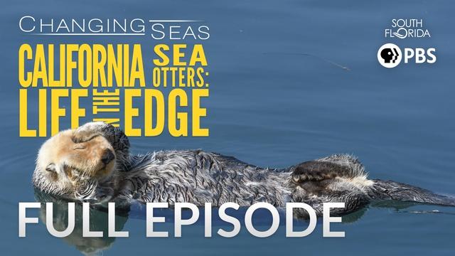 Changing Seas | California Sea Otters: Life on the Edge