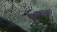 3705 Lamar County Velvet Deer Hunt, Jordan River Bluegill & Shellcracker Fishing