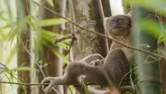 Saving the World’s Rarest Lemurs | In Her Nature