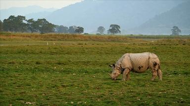 Can Poop Help Protect Rhinos from Poachers?