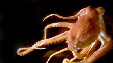 Video thumbnail: Oregon Field Guide Octopus Brains