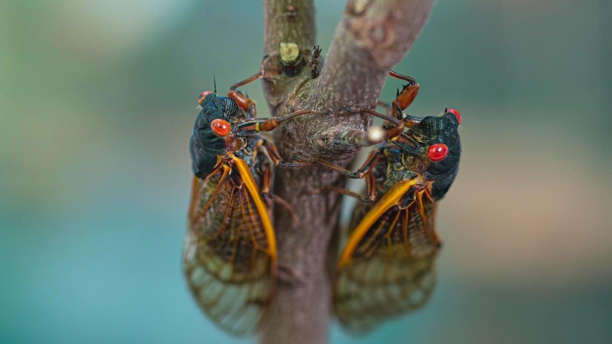 Cicada season What to expect from the coming brood Watch on PBS