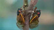 Cicada season: What to expect from the coming brood