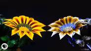 How Bees Can See the Invisible