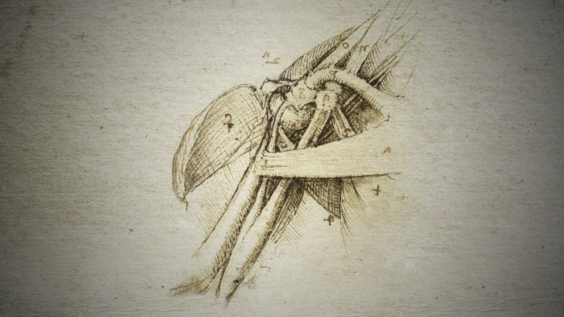 The muscles print by Leonardo da Vinci | Posterlounge