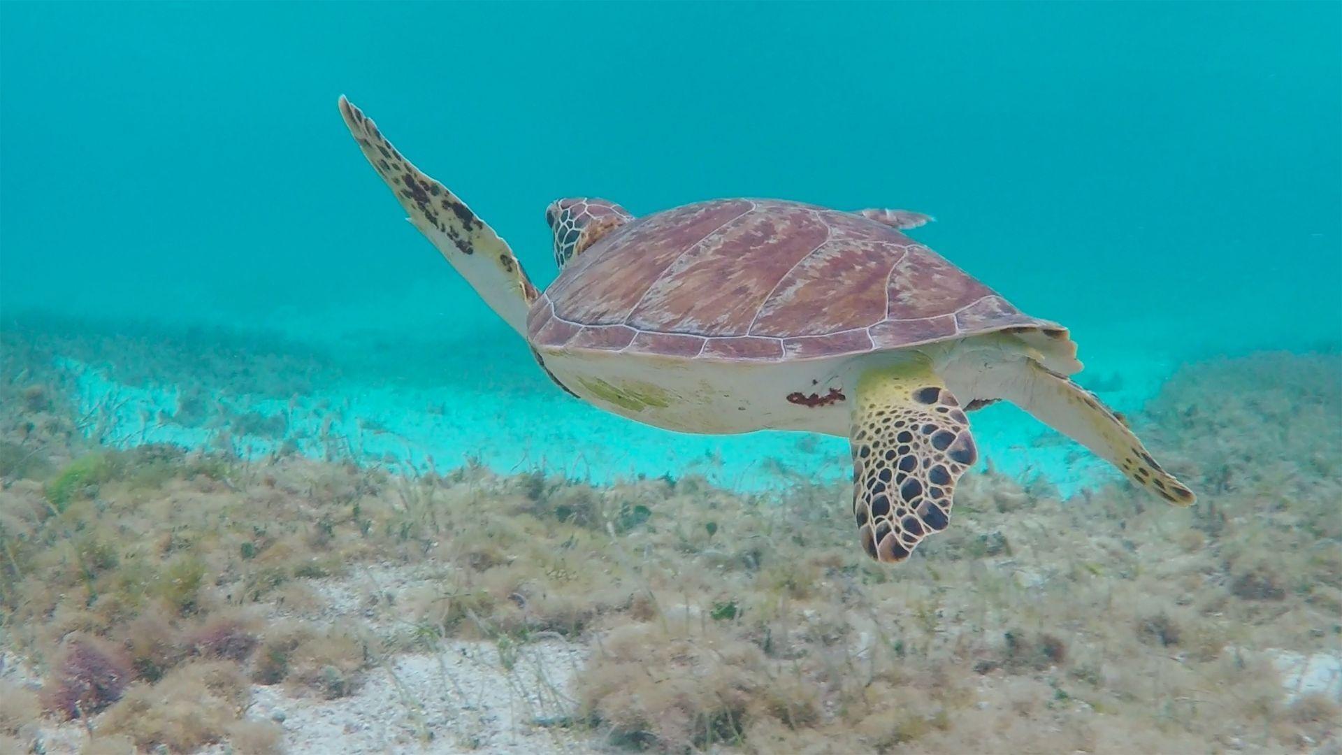 Our Warming Oceans: Biosphere to Bahamas