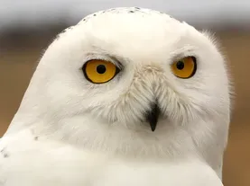Saving Snowy Owls from Airplanes