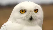 Saving Snowy Owls from Airplanes