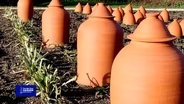 You Bet Your Garden: Ep 28 Dancing in the Dark with Rhubarb
