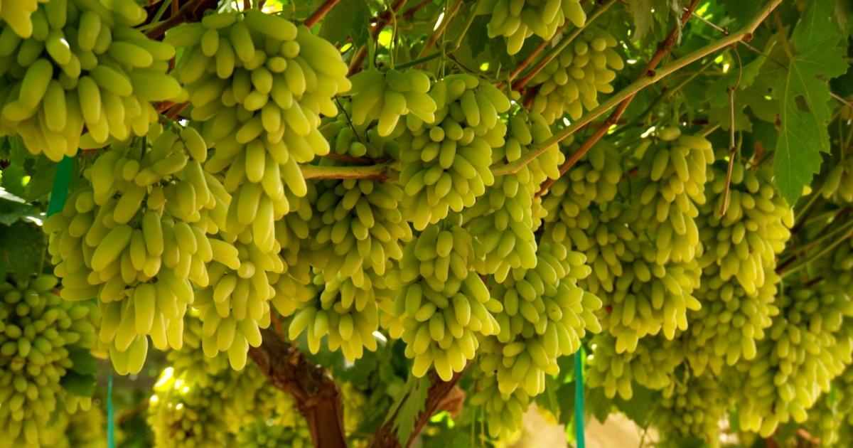 Fresh Organic Cotton Candy Grapes  Central Market - Really Into Food