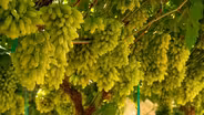 Unique Grape Varieties