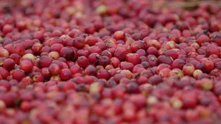 Cranberries in Massachusetts