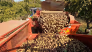 Sustainable Walnut Farm