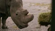 How Sudan Became the Last Male Northern White Rhino