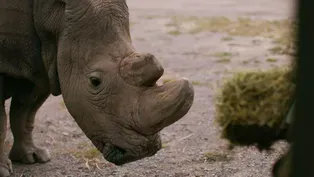 How Sudan Became the Last Male Northern White Rhino