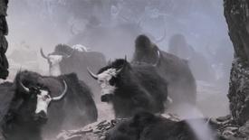 In Nepal Herders Bring Yaks Down a Steep Mountain Pass: asset-mezzanine-16x9