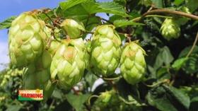 Video thumbnail: Virginia Farming Virginia Farming: Stable Craft Brewing 1423