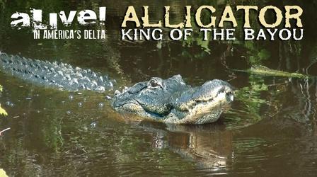Video thumbnail: Alive! In America's Delta Alligator: King of the Bayou