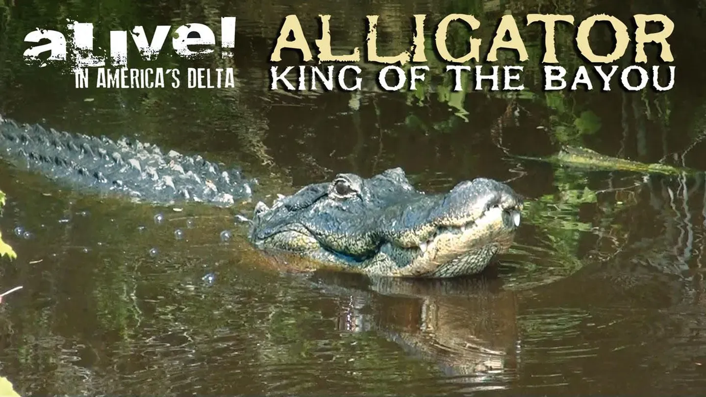 Alligator: King of the Bayou