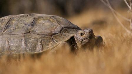 Video thumbnail: Earth Focus Tortoise in Peril