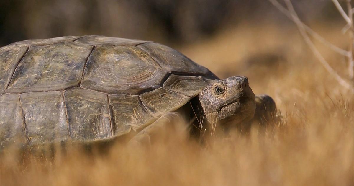 Earth Focus | Tortoise in Peril | PBS