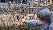 Winter Pruning: Wax Mallow for Spring’s Spiderworts