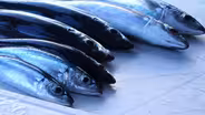 4/28/16 Opelu Fishing and Other Stories