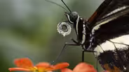 How Did This Butterfly Get So Old?