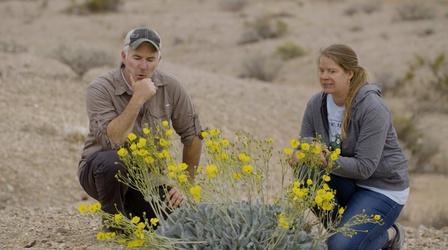 Video thumbnail: Outdoor Nevada Desert Plants