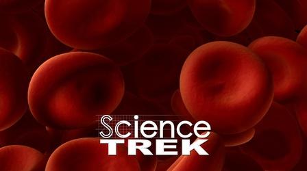 Science Trek, D4K: The Brain Show