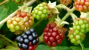 Fast Forage: Black Raspberries