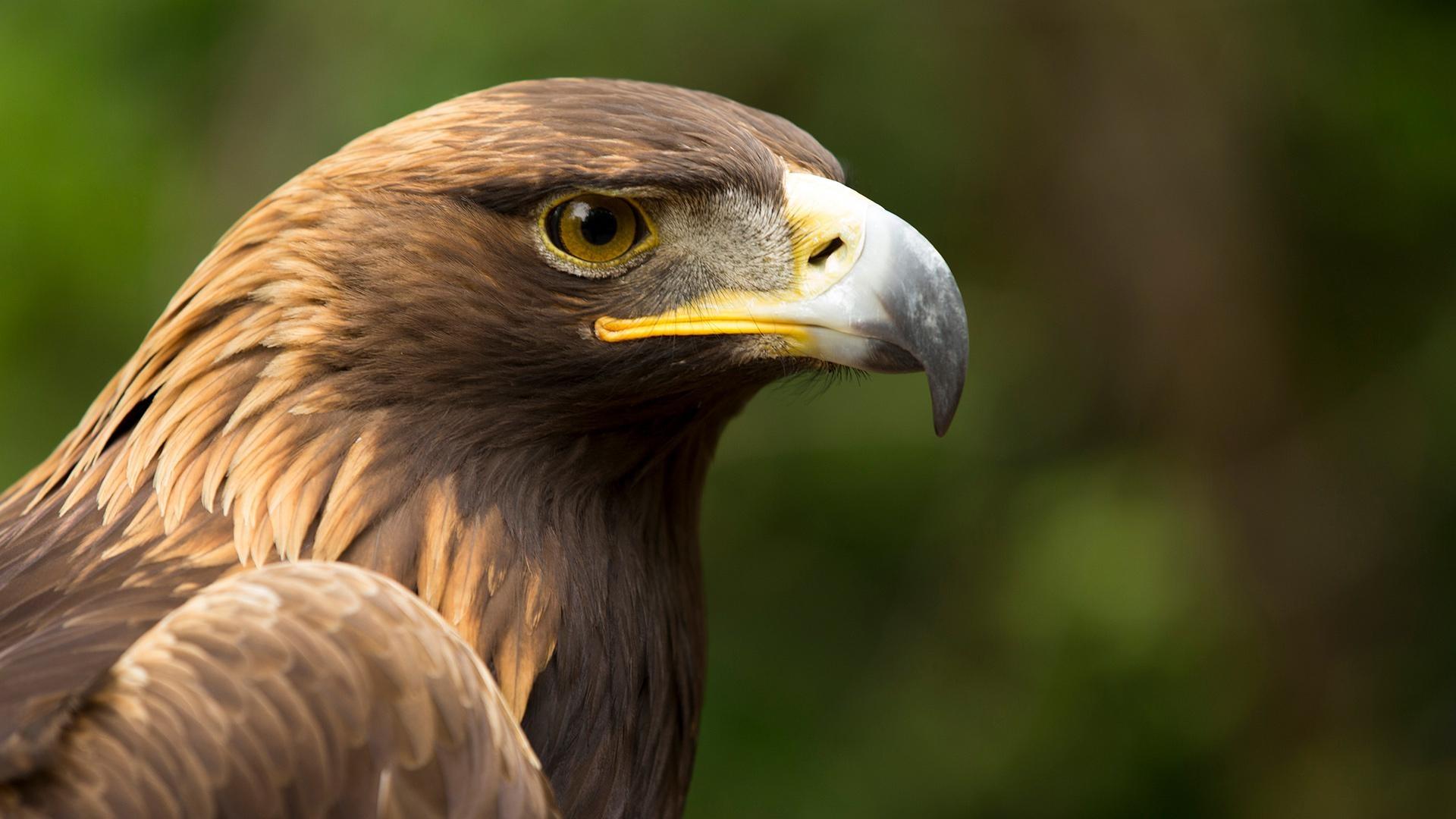 Eagles captures a Fox, Amazing Raptors and Eagle Attacks