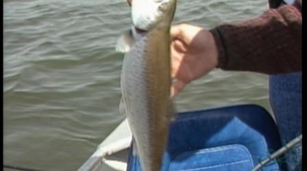 Video thumbnail: Rod & Reel Streamside Spring Browns and Lakers