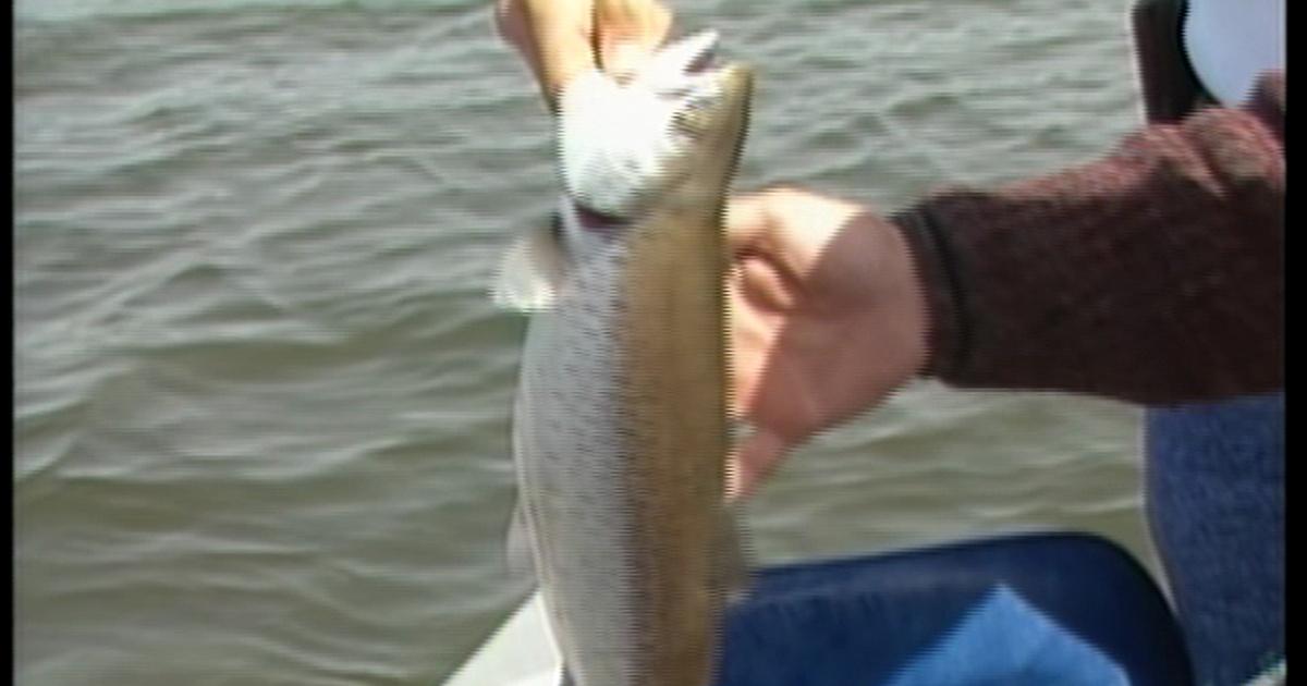 Rod & Reel Streamside Spring Browns and Lakers Season 5 PBS