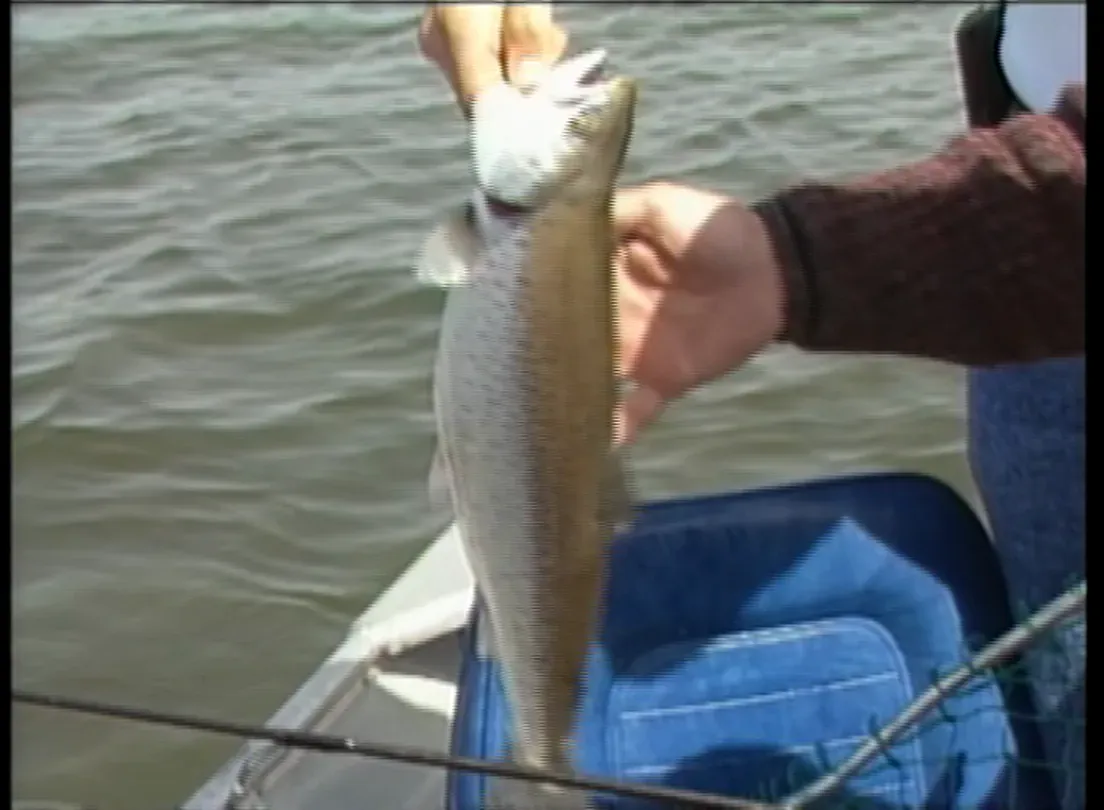 Spring Browns and Lakers