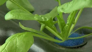 Virginia Home Grown: Home Hydroponic System