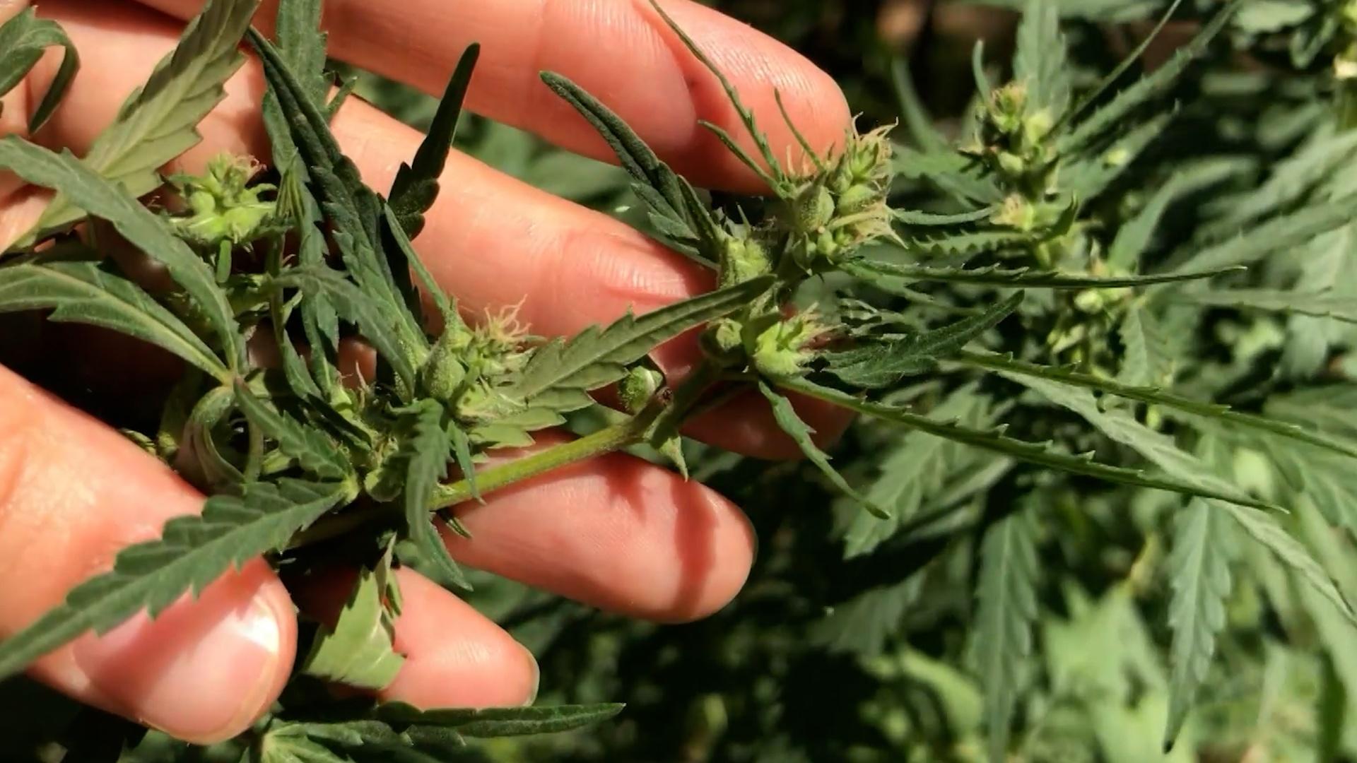 Why Medical Marijuana Isn't Yet for Sale in KY