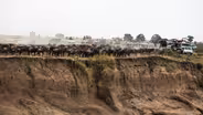 Tourism is Killing Wildebeest