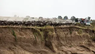 Tourism is Killing Wildebeest